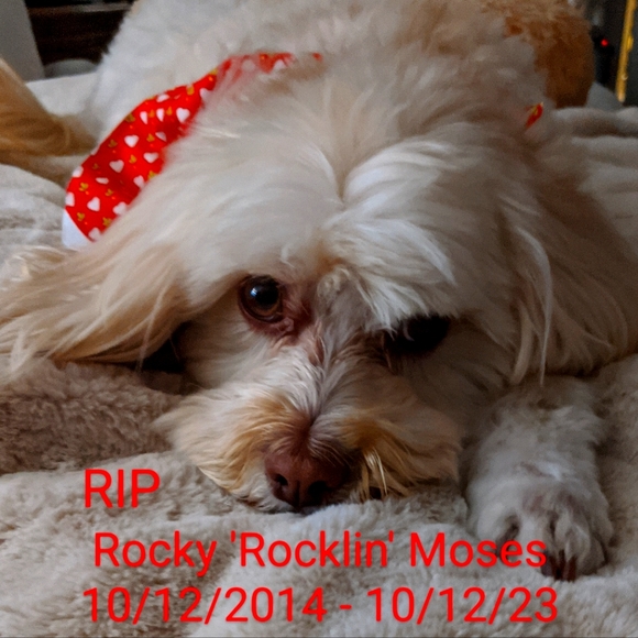 Meet your Posher, Debbie - Picture 4 of 16